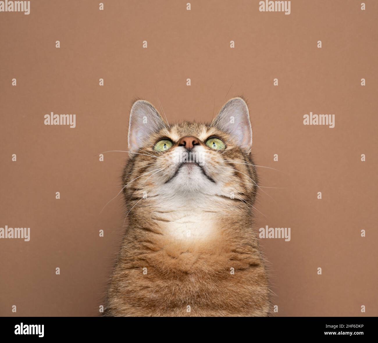 Chat Tigre Marron Et Blanc Banque De Photographies Et D Images A Haute Resolution Alamy
