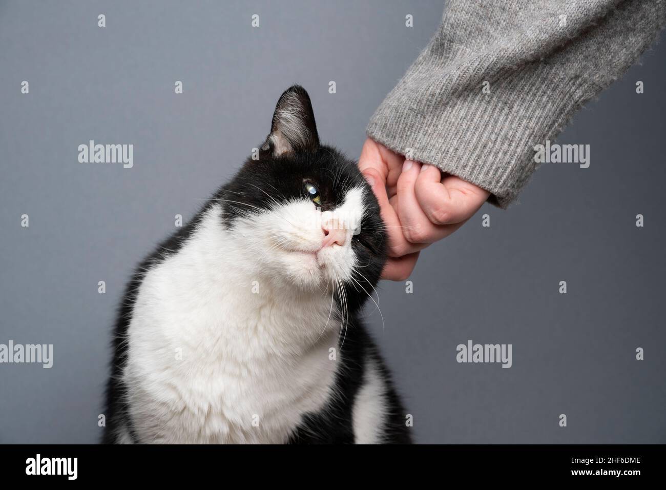 chat noir et blanc handicapé secouru se faisant caresser par la main humaine sur fond gris Banque D'Images