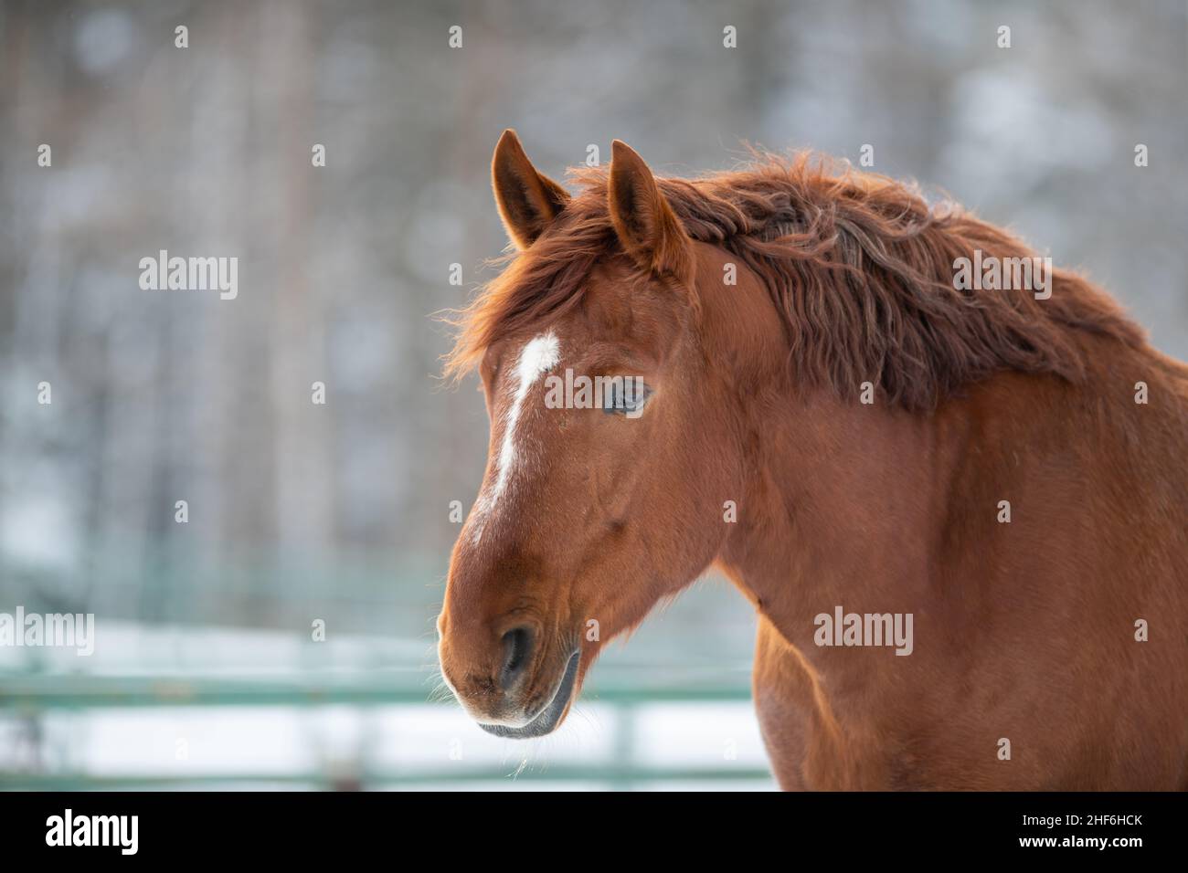 Un gros plan d'un cheval adulte brun châtaignier avec une manne rouge, une grande tache blanche sur sa tête, et des yeux sombres.L'animal domestique est dans un champ. Banque D'Images