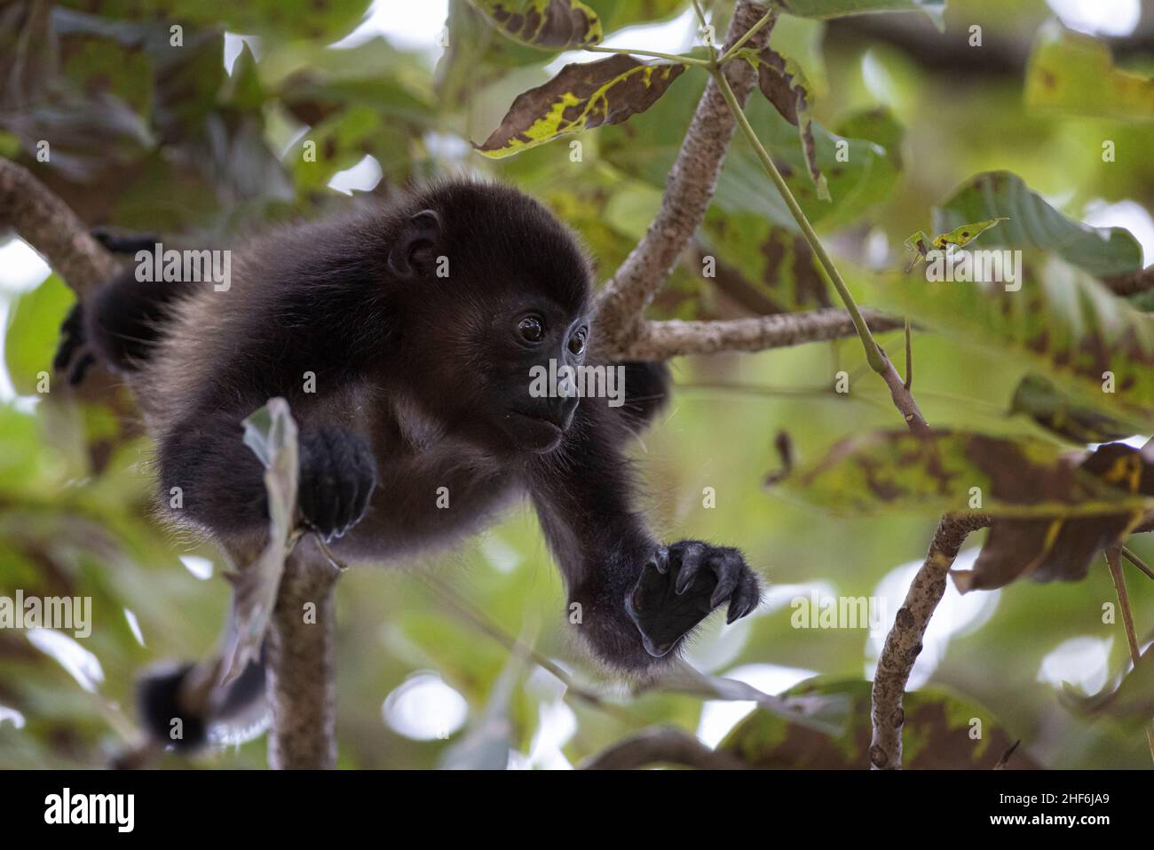 Un jeune singe hurleur dans un arbre. Banque D'Images