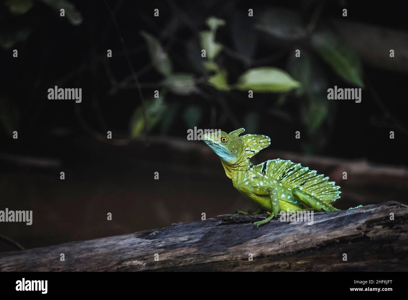 Basilisque à lobes frontaux à vie libre au Costa Rica. Banque D'Images