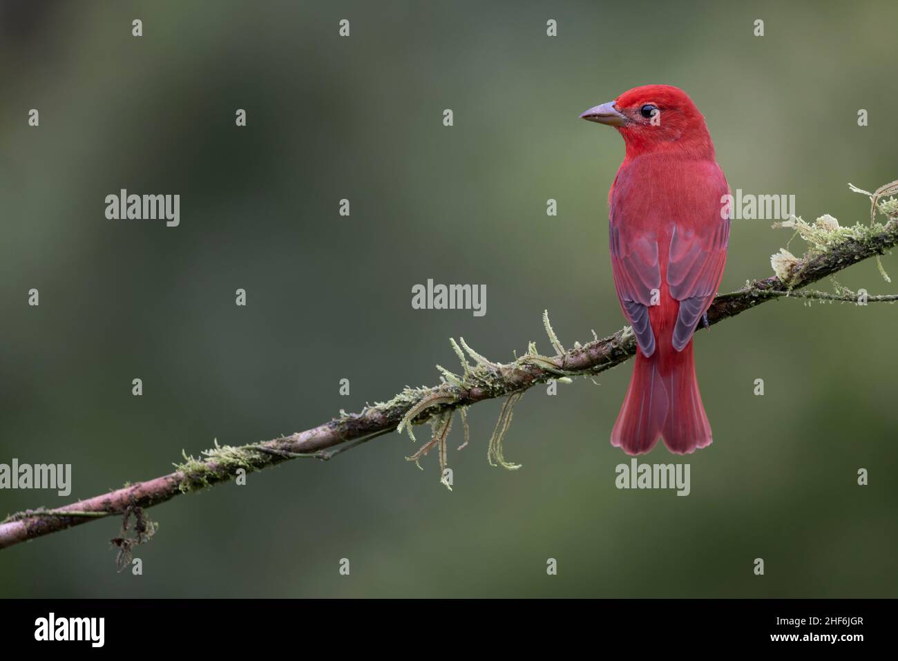 Petit oiseau dans la forêt tropicale du Costa Rica. Banque D'Images