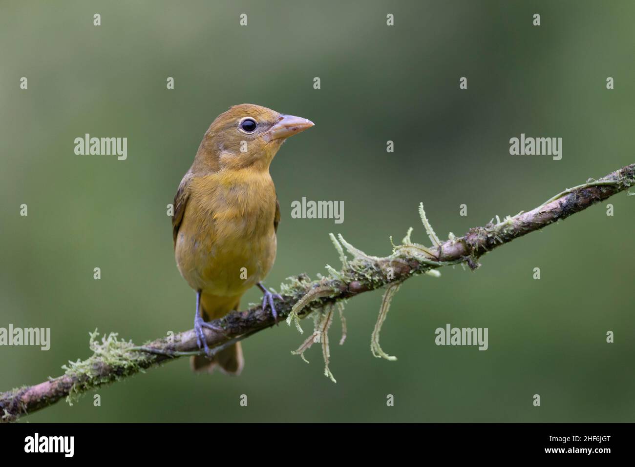 Petit oiseau dans la forêt tropicale du Costa Rica. Banque D'Images