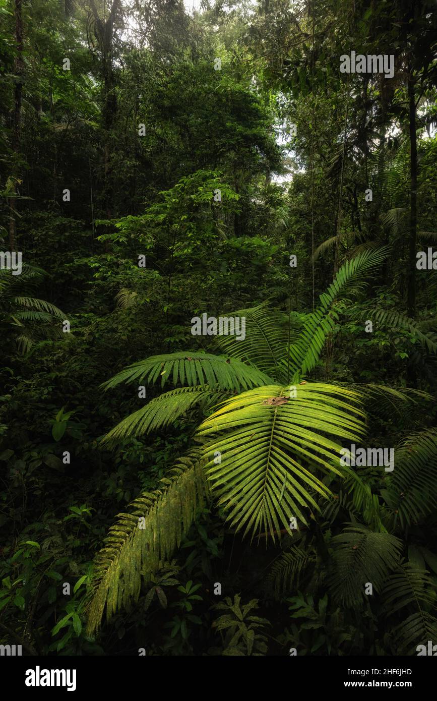 Scène de la forêt tropicale du Costa Rica. Banque D'Images