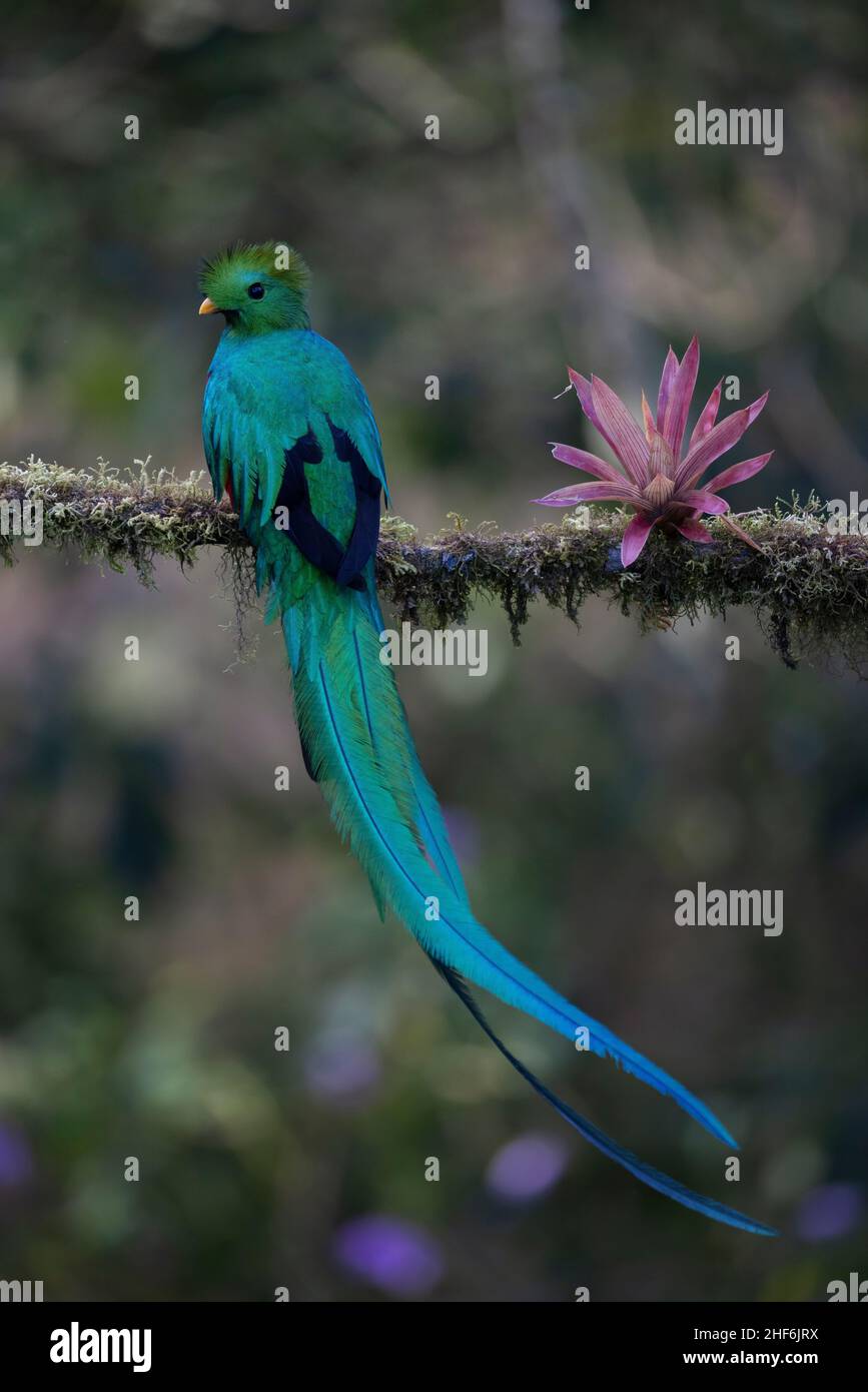 Quetzal vivant dans la nature au Costa Rica. Banque D'Images