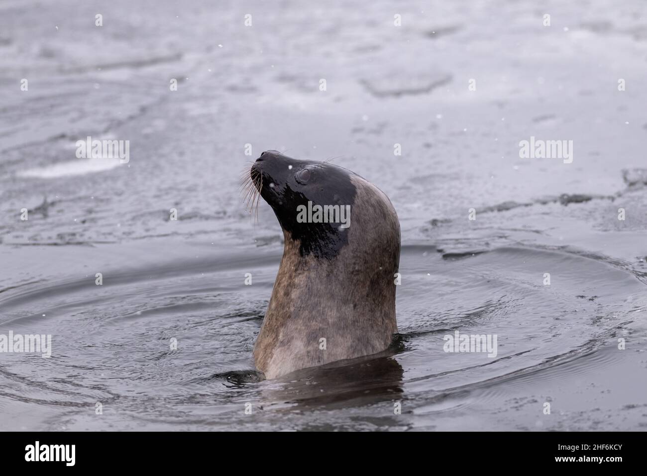 Le phoque du Groenland adulte nageant avec sa tête hors de l'océan Atlantique froid et rigide.L'animal a de longs whiskers, des yeux sombres, un manteau de fourrure gris et un nez. Banque D'Images