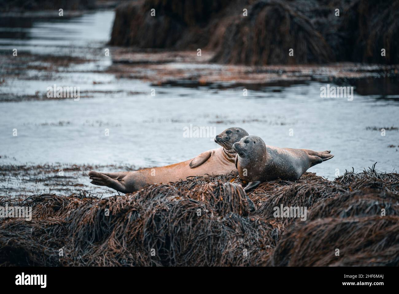 Plage de phoques, Ytri Tunga, Robbe, Pinnipedia, Snæfellsnes,Islande Banque D'Images