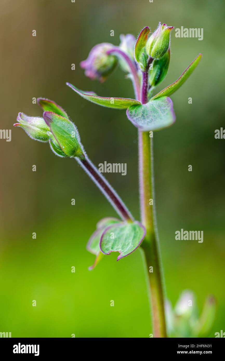 Aquilegia vulgaris hybride 'Black Barlow', Double Columbine, gros plan Banque D'Images