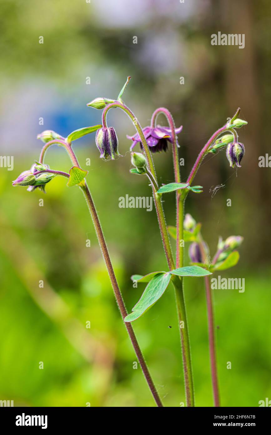 Aquilegia vulgaris hybride 'Black Barlow', Double Columbine, gros plan, gouttes de rosée Banque D'Images