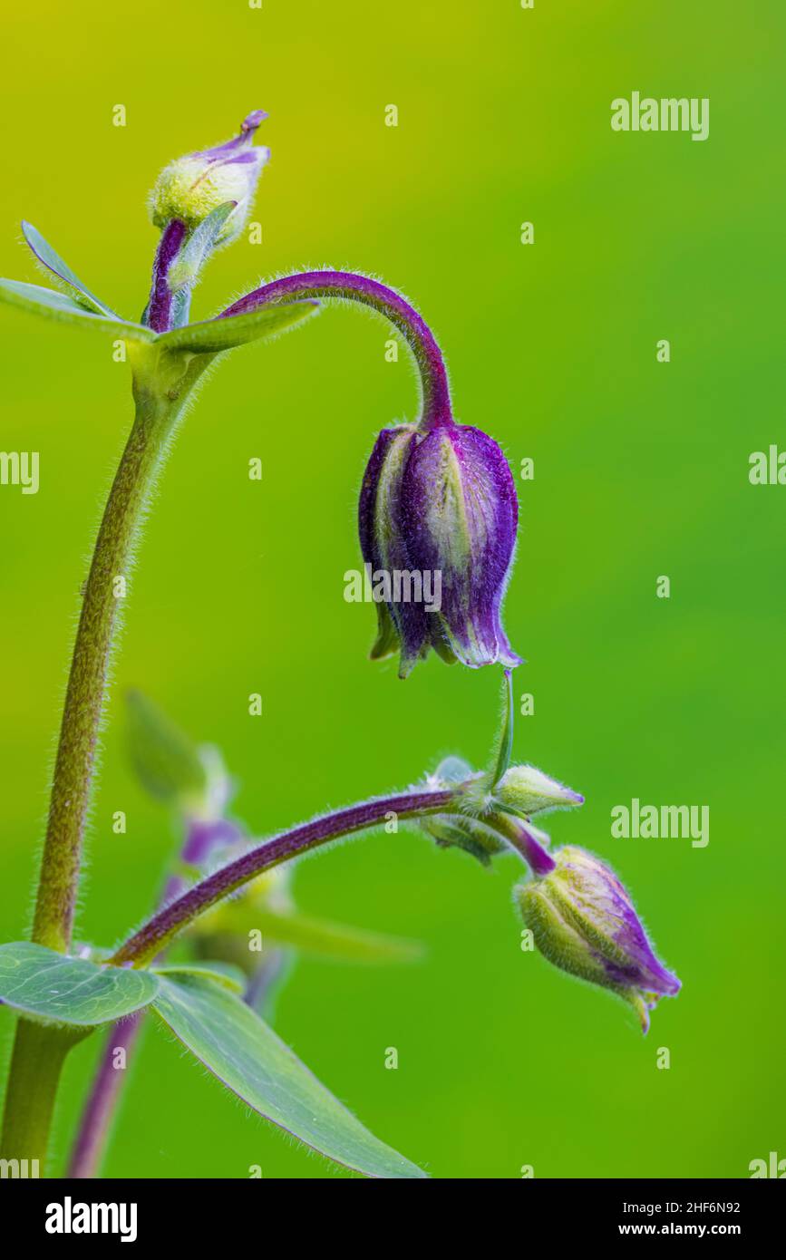 Aquilegia vulgaris hybride 'Black Barlow', Double Columbine, gros plan Banque D'Images