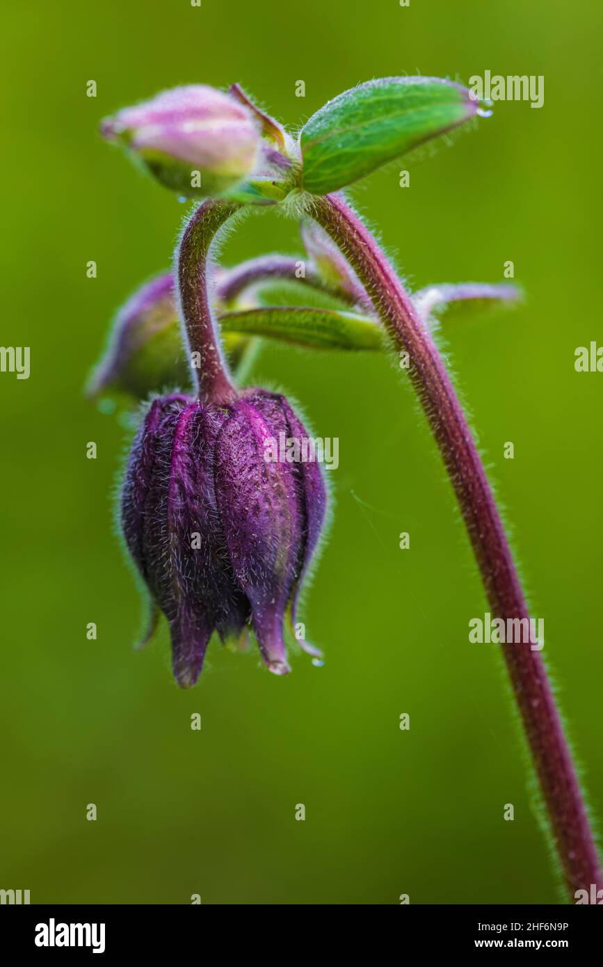 Aquilegia vulgaris hybride 'Black Barlow', Double Columbine, gros plan Banque D'Images