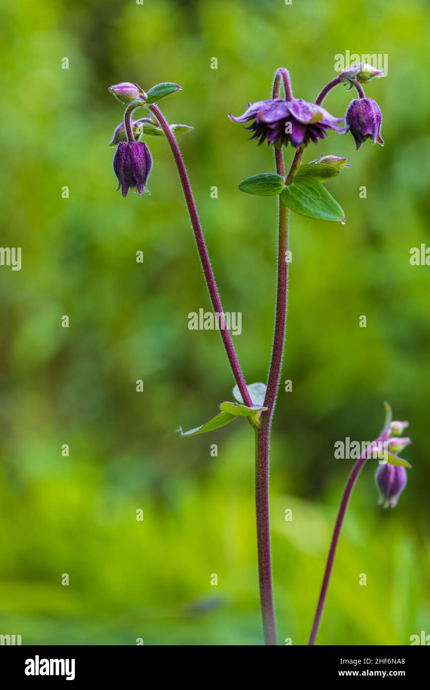 Aquilegia vulgaris hybride 'Black Barlow', Double Columbine, gros plan Banque D'Images