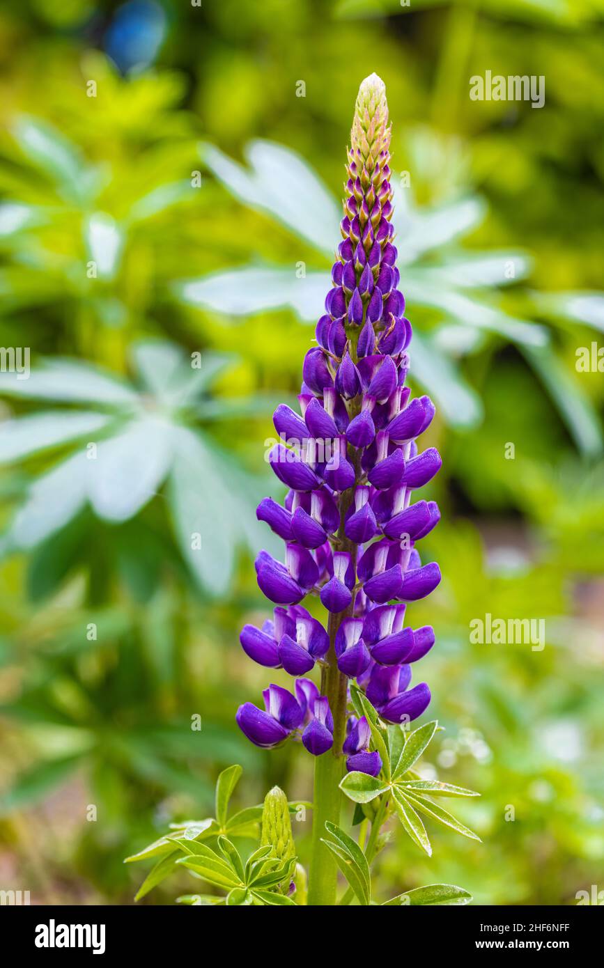 Lupin à feuilles multiples, Lupinus polyphyllus, inflorescence Banque D'Images