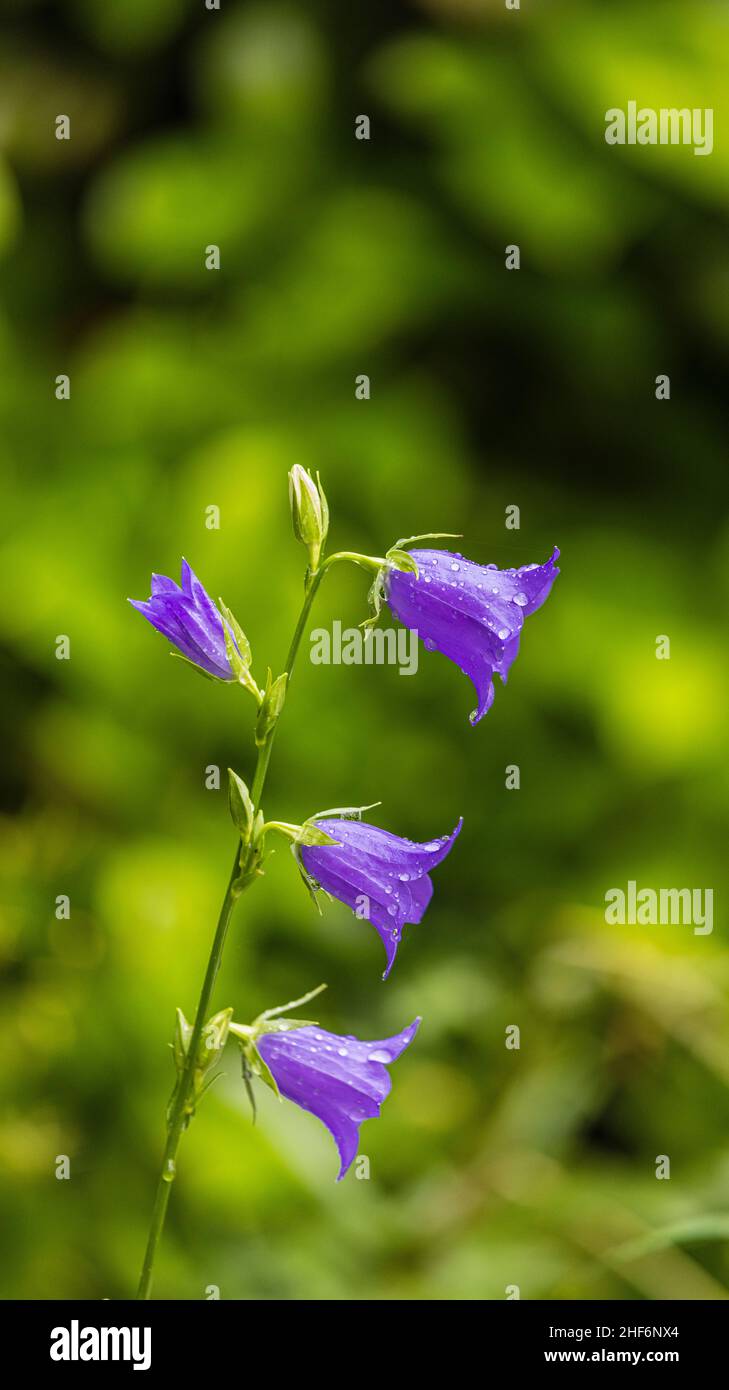 Tritéléie bleue ou étoile de printemps, Tritéléia laxa 'Reine Fabiola' Banque D'Images