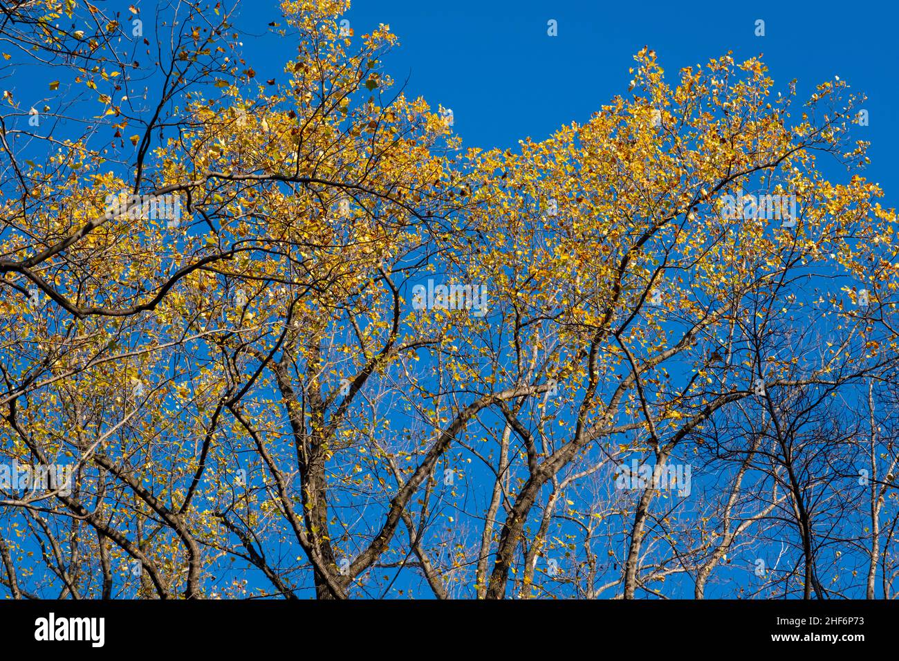 tourner les feuilles sur les arbres à l'automne Banque D'Images