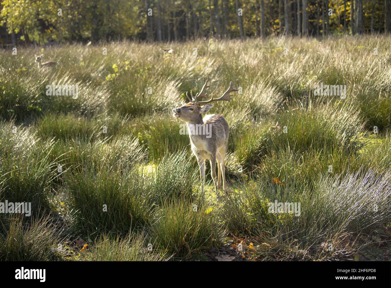 Un joli cerf observe l'air frais froid en toute liberté dans une prairie herbeuse Banque D'Images