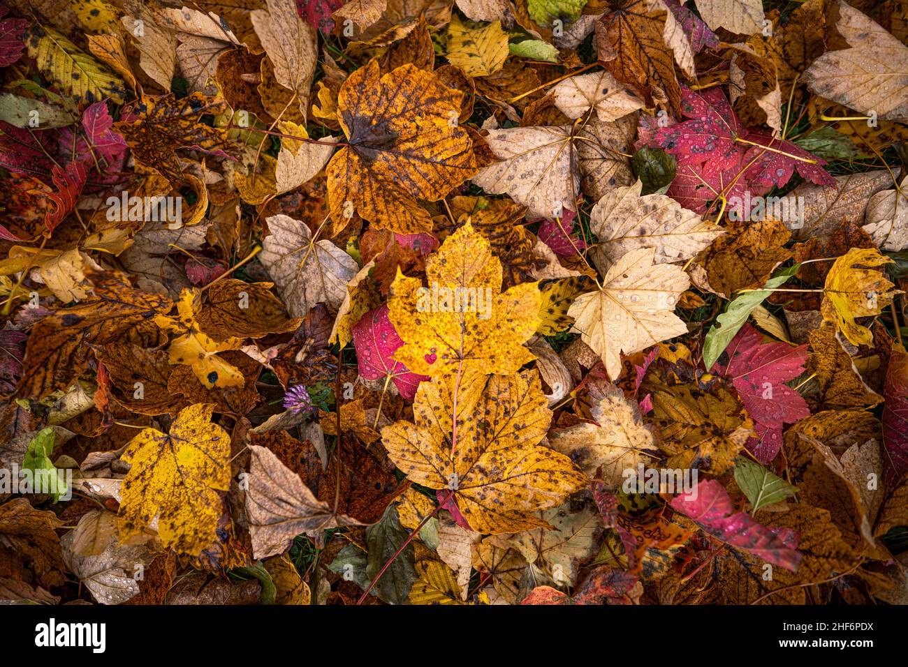 Une feuille en forme de cœur poinçonnée au milieu de feuilles colorées en couleurs d'automne juste après la pluie avec des gouttes de pluie Banque D'Images