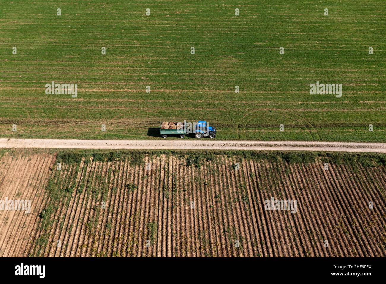 Vue aérienne sur un tracteur de récolte de pommes de terre, avec beaucoup de pommes de terre empilées Banque D'Images