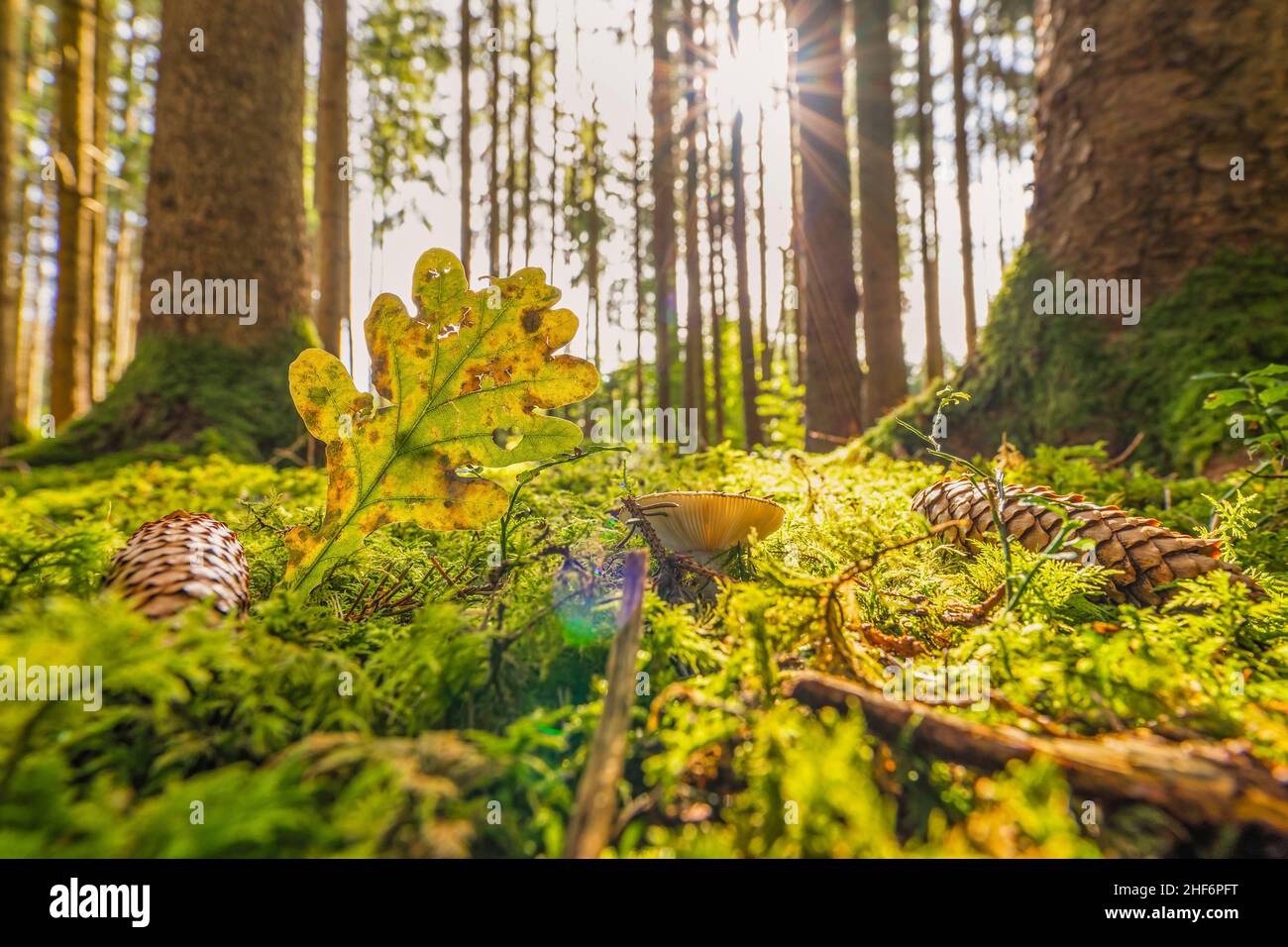 Le soleil tombe dans une forêt d'automne avec un coeur en forme de congé et un champignon en croissance comme concept pour la merveilleuse saison d'automne colorée Banque D'Images