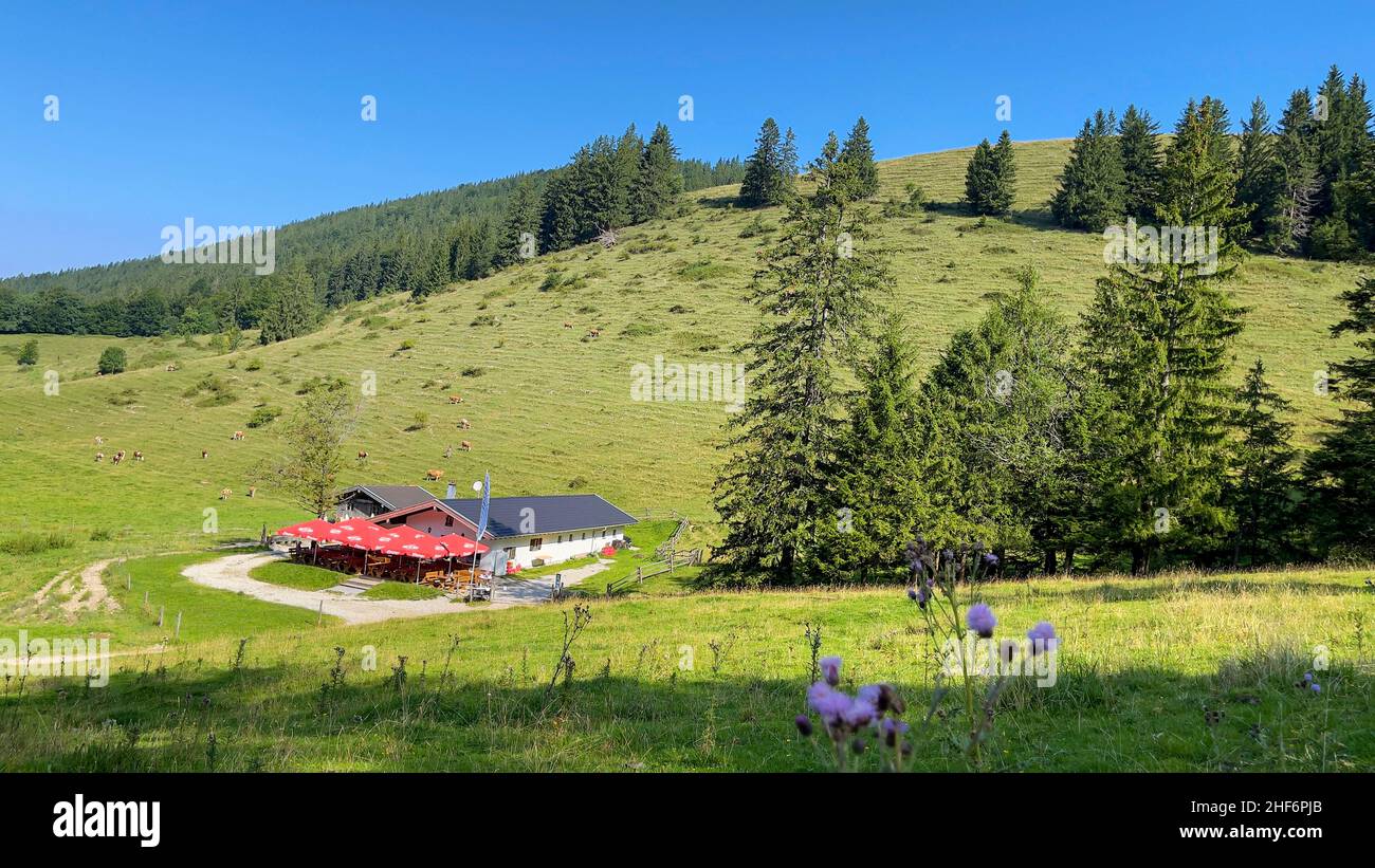 Les vaches bissent sur une colline des alpes de Chiemgau, un merveilleux site de randonnée et de loisirs dans le sud de la bavière, en allemagne Banque D'Images