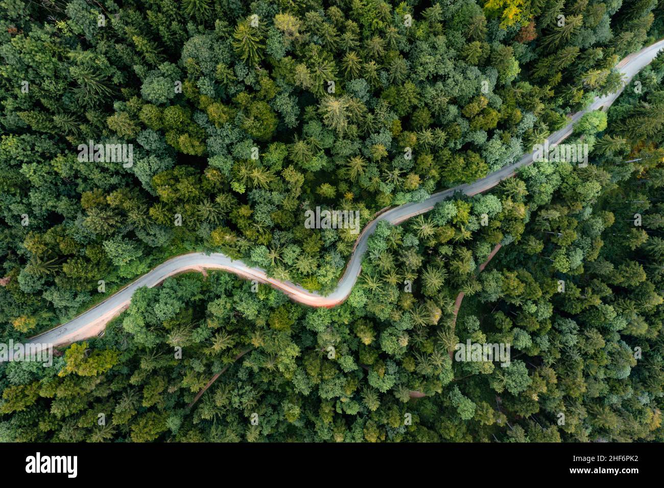 Rétroéclairages d'une voiture de conduite dans une route sinueuse aussi longtemps exposé d'un drone, ayant un voyage dans une forêt verte d'été le soir Banque D'Images