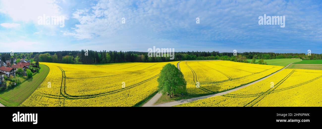 Paysage aérien fleuri de colza dans une vue panoramique avec un arbre vert entouré d'un large champ de plantes à l'huile de colza à côté d'un village idyllique Banque D'Images
