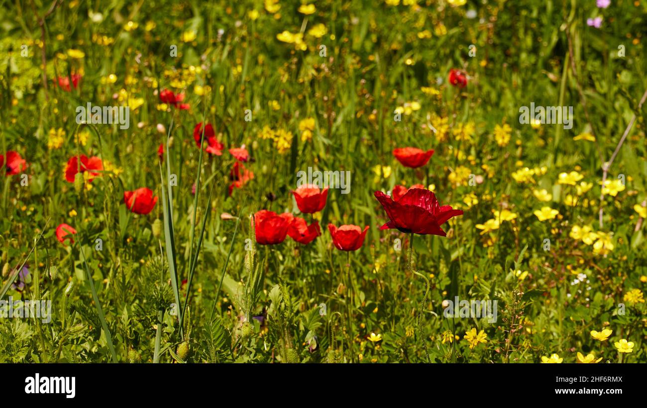 Grèce, Iles grecques, Iles Ioniennes, Corfou, printemps,prés de printemps, prairie de fleurs, gros plan, coquelicots de maïs et fleurs jaunes Banque D'Images