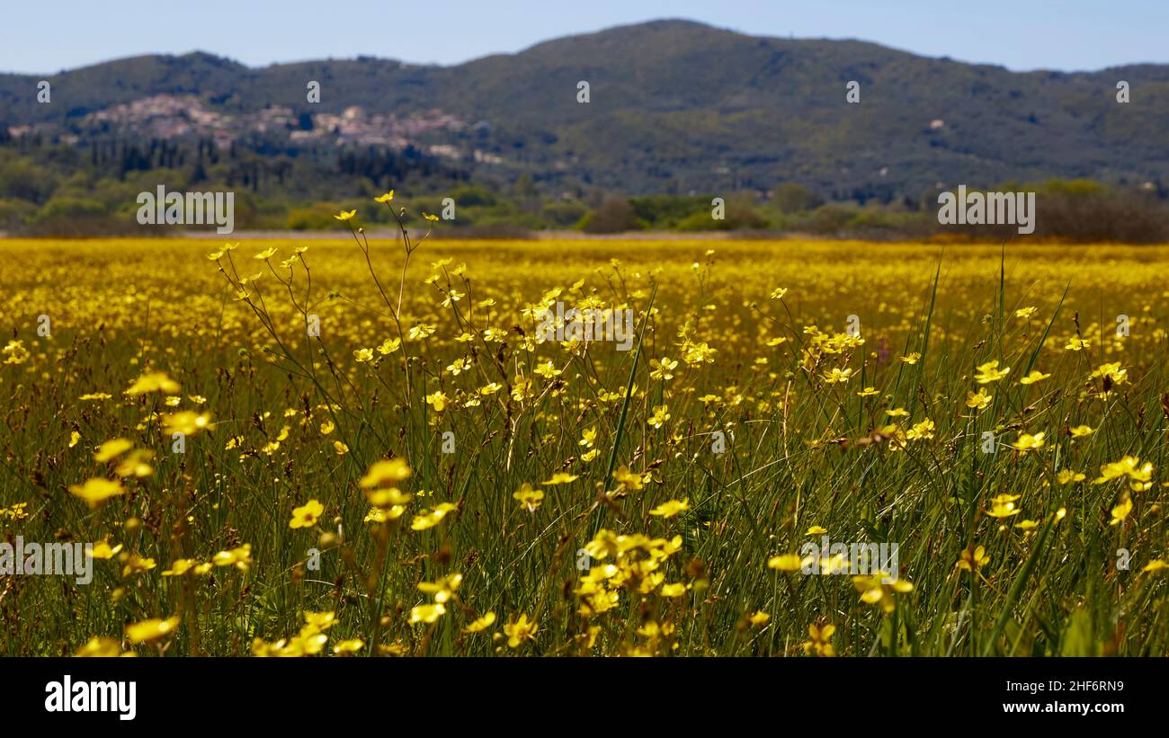 Grèce, Iles grecques, Iles Ioniennes, Corfou, printemps,prés de printemps, prairie à fleurs jaunes, photographiée près du sol, en arrière-plan collines vertes, ciel bleu Banque D'Images