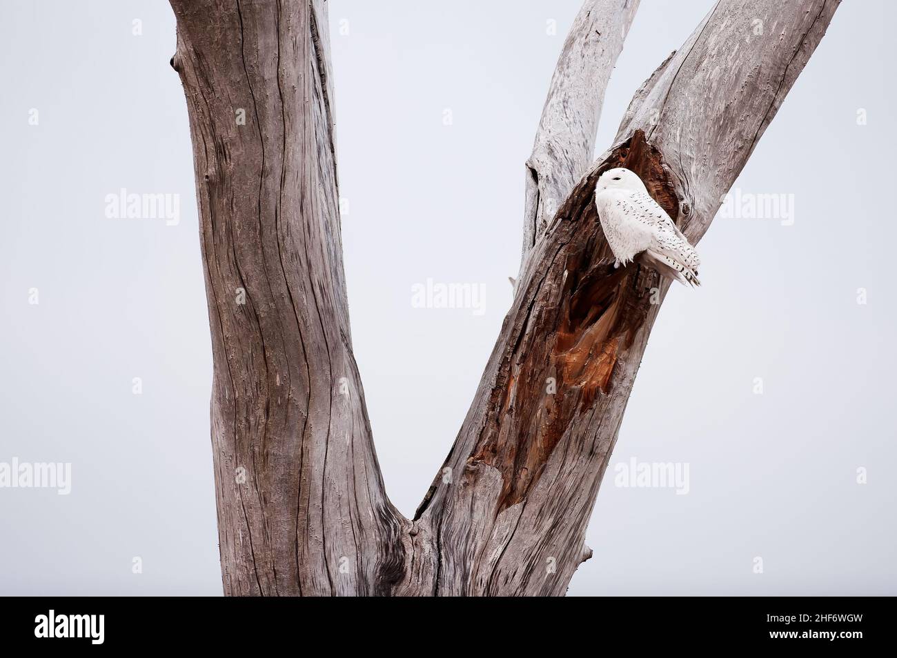 Harfang des neiges Banque D'Images