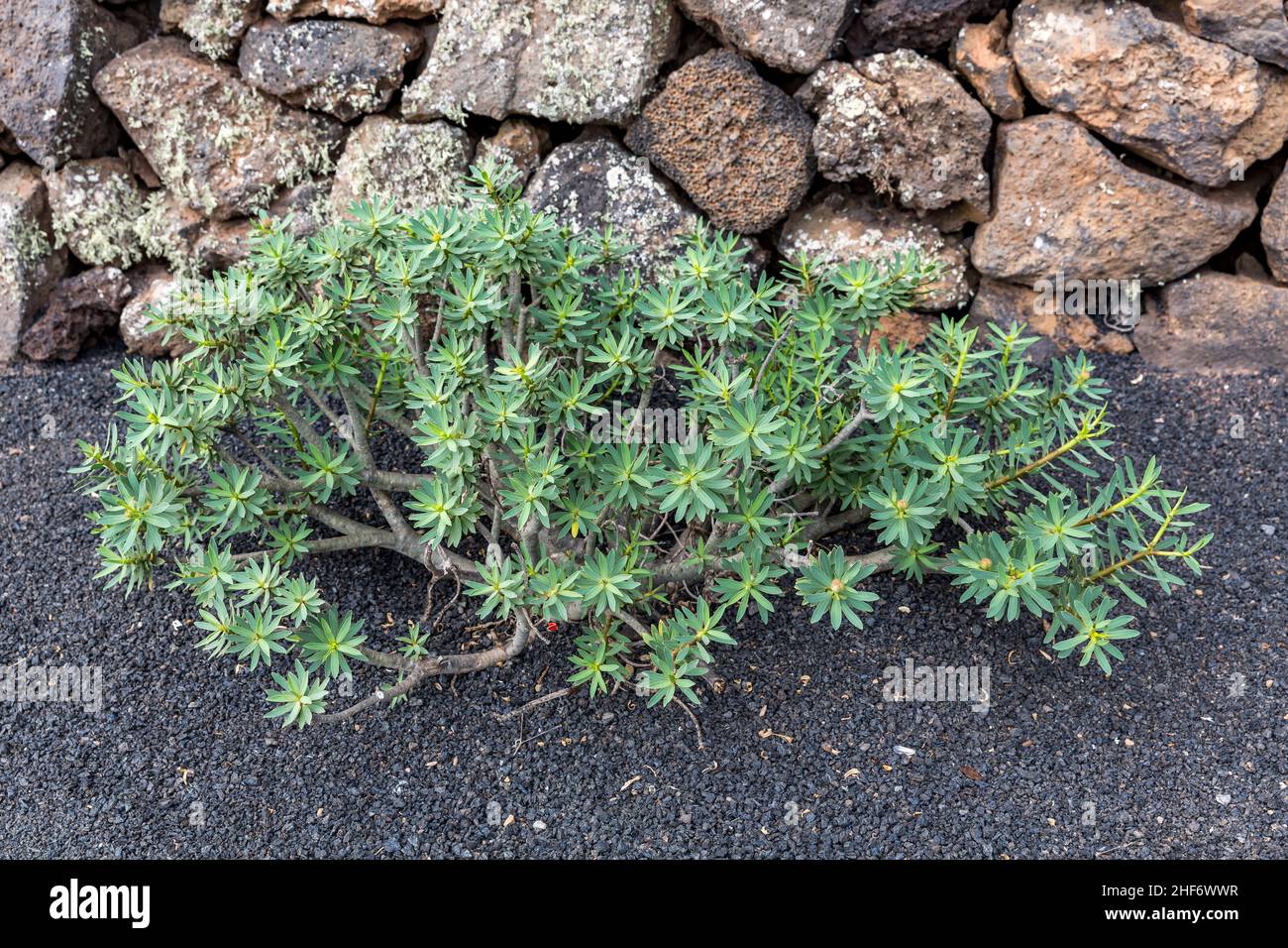 Arbre de purge, Euphorbia dendroides, Mirador del Rio, Lanzarote, Canaries,Îles Canaries, Espagne, Europe Banque D'Images