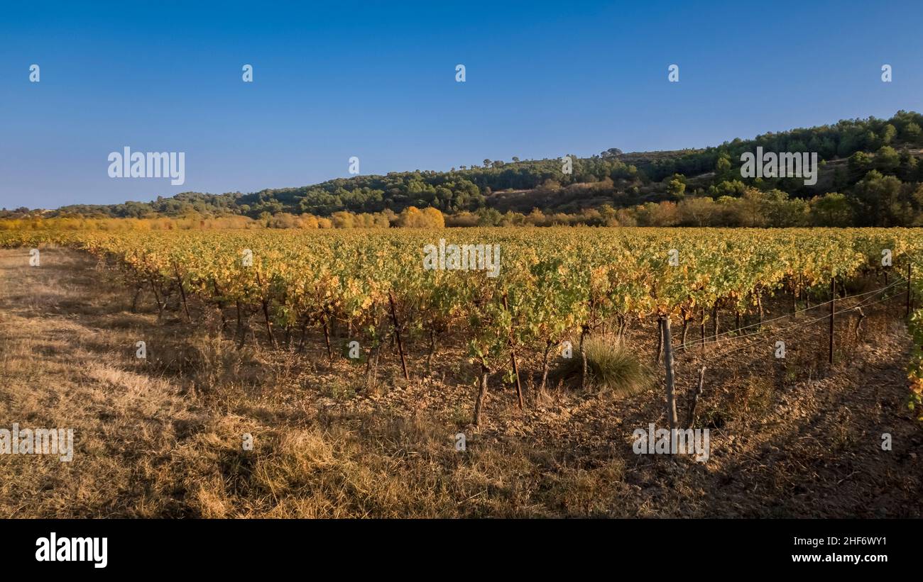 Vignoble à Fleury d'Aude en automne. Banque D'Images