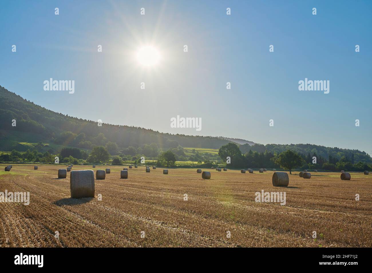 Cornfield, moissonné, arbre à poires, rouleaux de paille, demain,Soleil, été, Miltenberg, Spessart, Bavière,Allemagne Banque D'Images