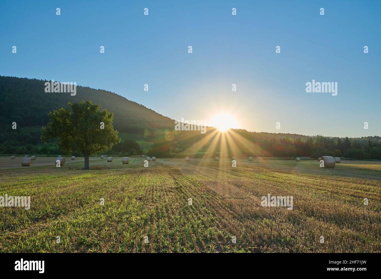 Cornfield, moissonné, arbre à poires, rouleaux de paille, demain,Été, Miltenberg, Spessart, Bavière, Allemagne Banque D'Images