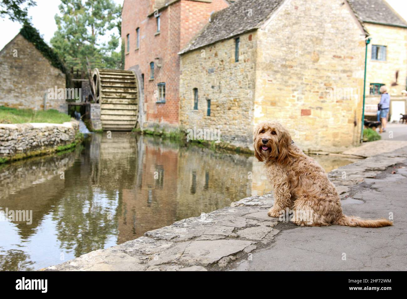 Chiens dans les Cotswolds Banque D'Images