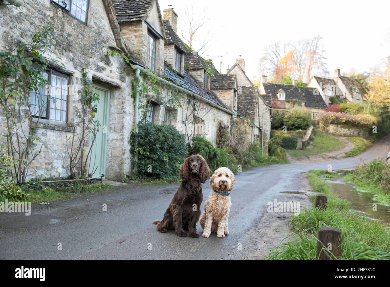 Chiens dans les Cotswolds Banque D'Images