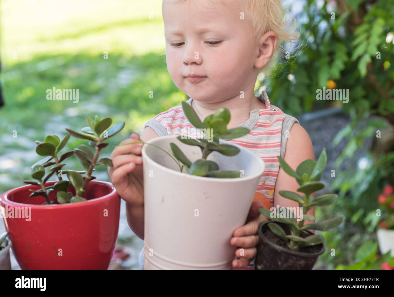 l'enfant transplante des plantes de l'arbre de l'argent.Transplantation de plantes de maison.Soin des fleurs.Crassula ovata, plante de jade, plante de chance, plante de l'argent en mu Banque D'Images