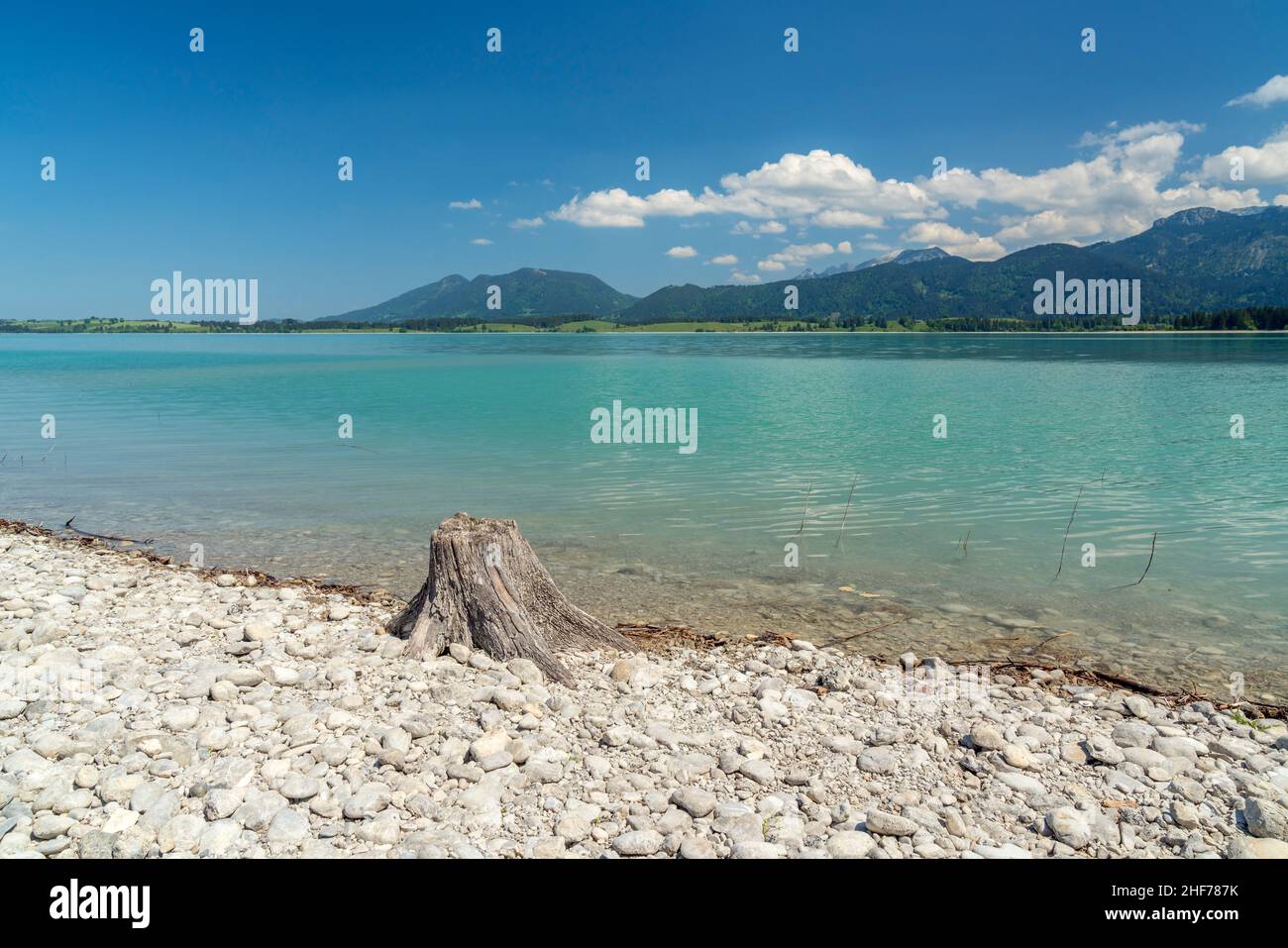 Forggensee en face des Alpes d'Ammergau, Rieden am Forggensee, Allgäu, Bavière, Allemagne Banque D'Images