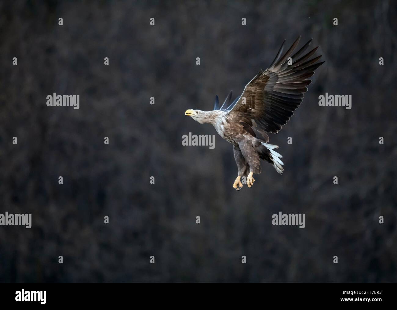 Aigle à queue blanche (Haliaeetus albicilla) adulte en vol, Pologne Banque D'Images