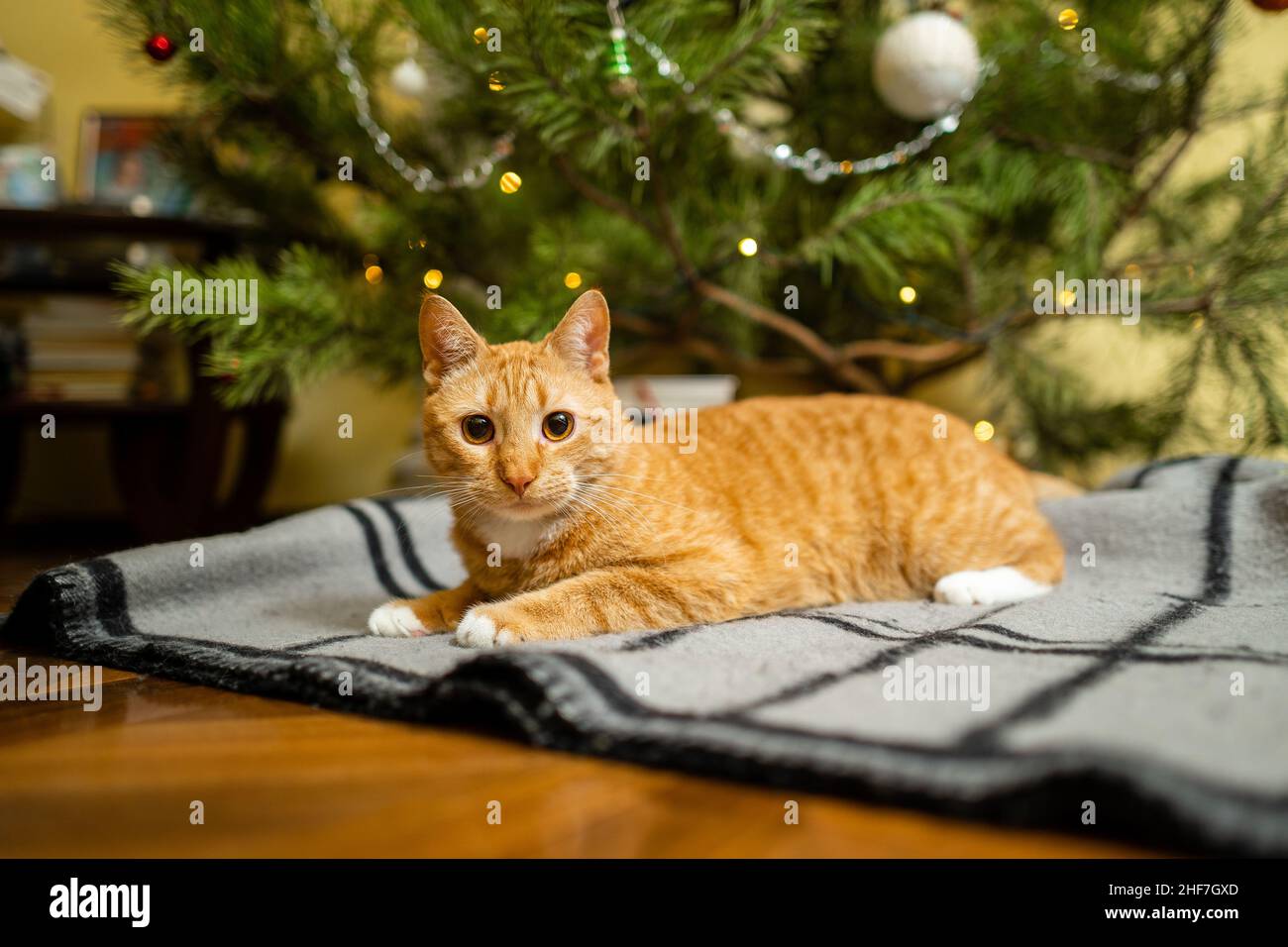 Le chat de gingembre heureux est assis sur un tissu écossais sous un sapin de Noël avec des décorations festives le réveillon du nouvel an.Un animal de compagnie aime sous le pin à la maison sur la planche de lit à l'intérieur Banque D'Images