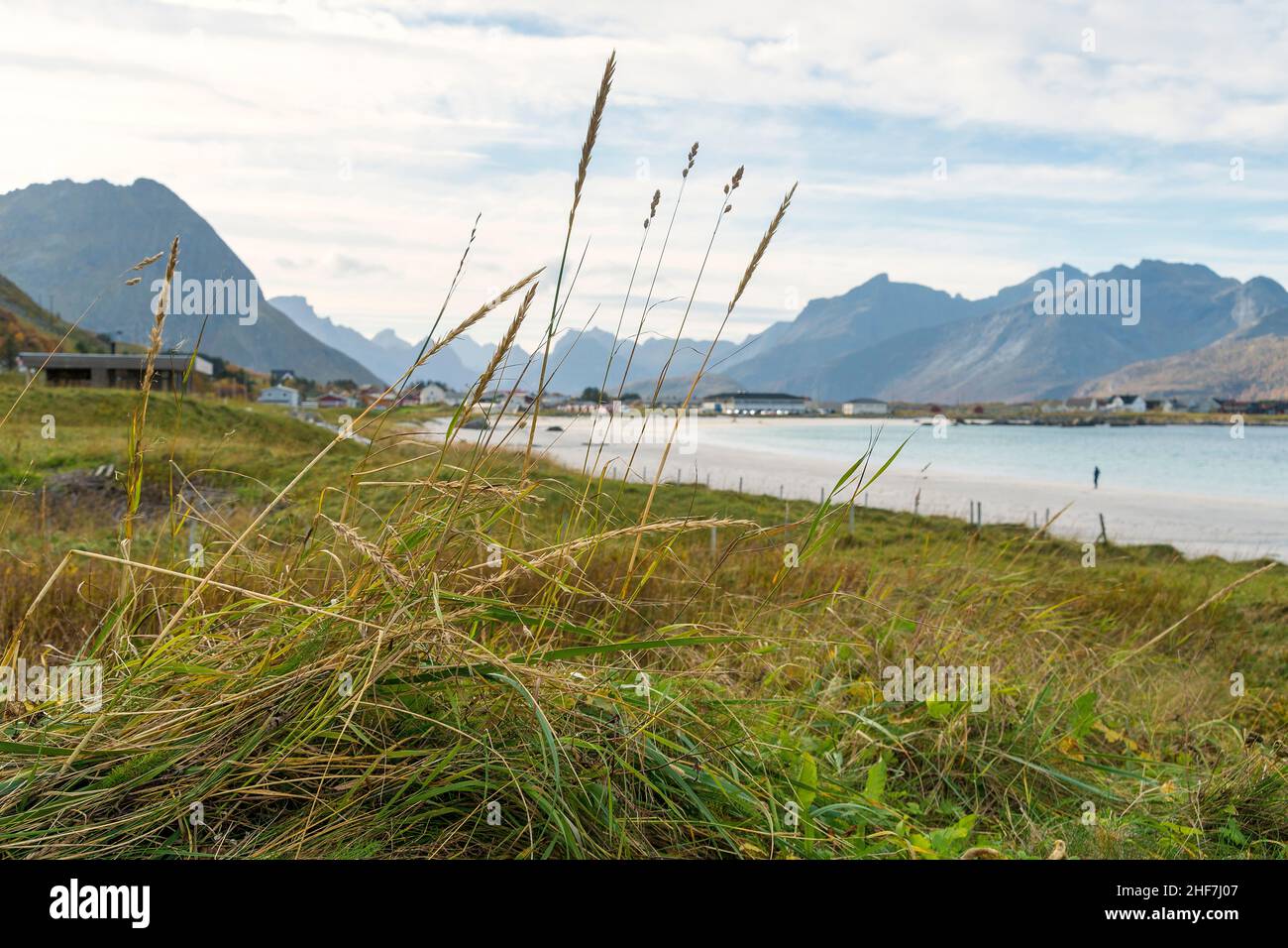 Norvège, Lofoten, Flakstadøya, Ramberg Strand, herbe de dune Banque D'Images