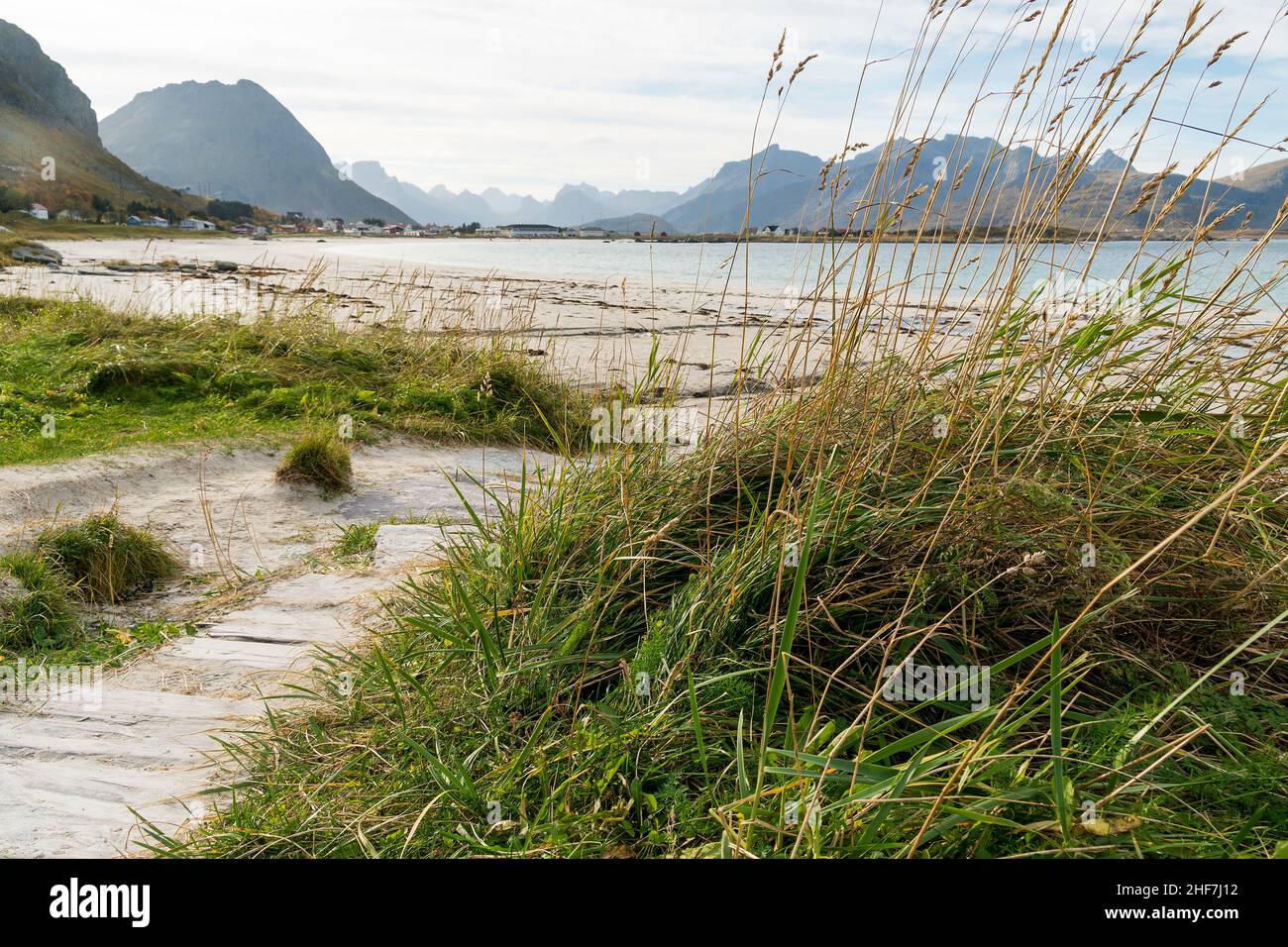 Norvège, Lofoten, Flakstadøya, Ramberg Strand, herbe de dune Banque D'Images