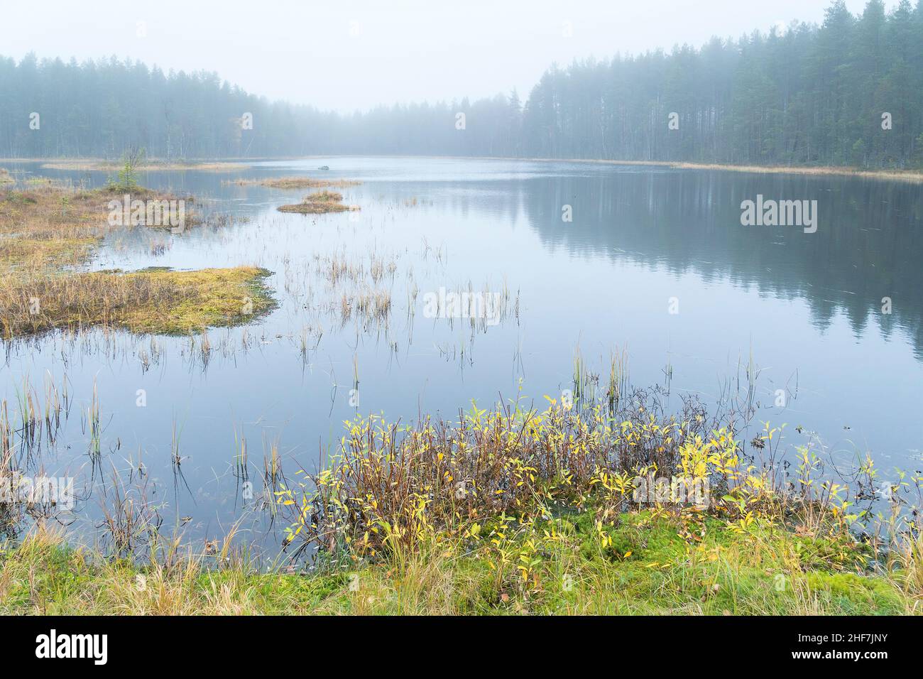 Suède, Comté de Västerbotten, Rovögern Hamn, étang, brouillard,ambiance d'automne Banque D'Images