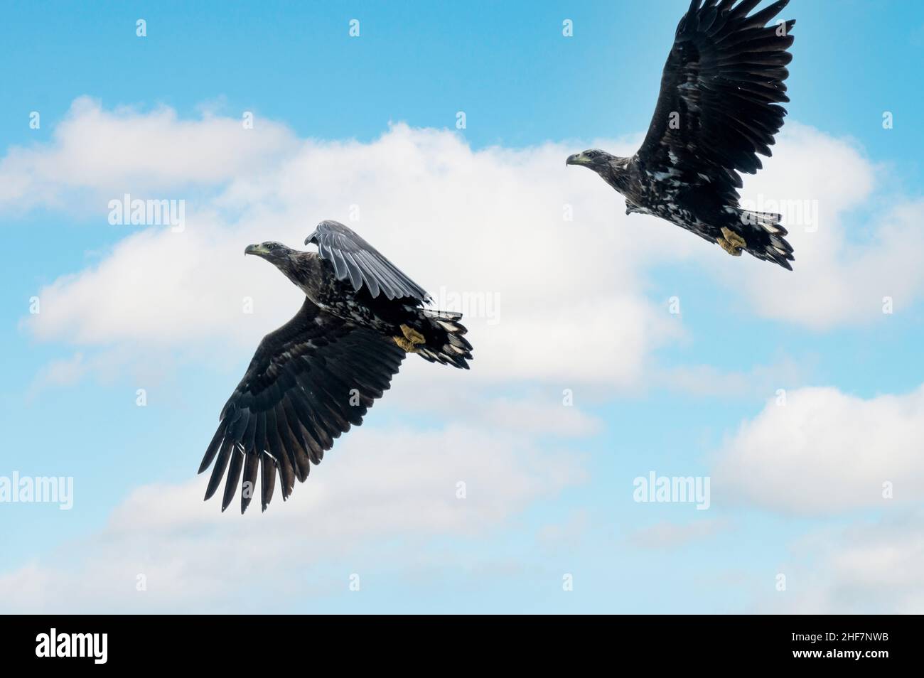 Norvège, Nordland, Lofoten, Aigle à queue blanche (Haliaeetus albicilla). Banque D'Images