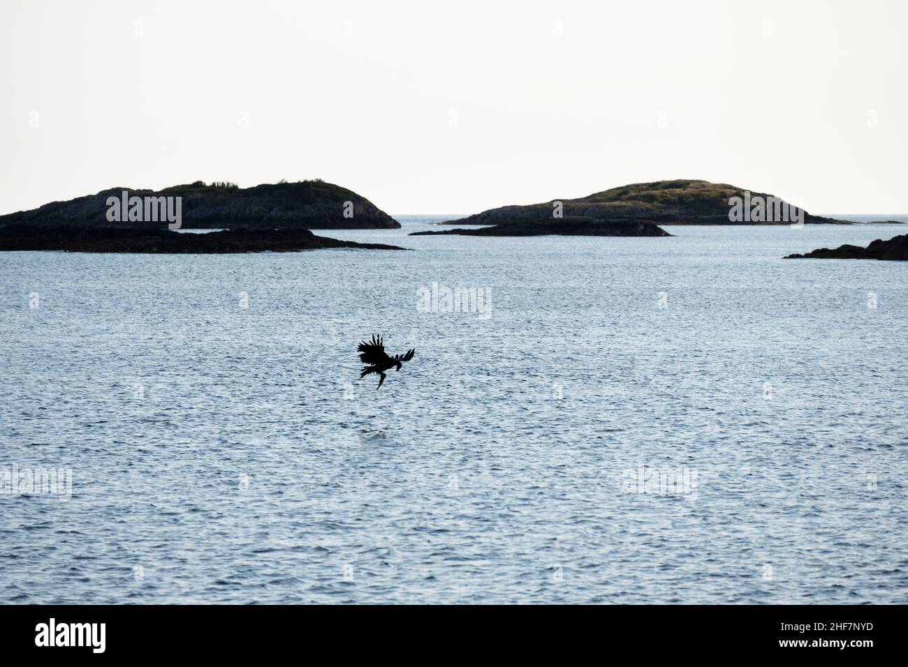 Norvège, Nordland, Lofoten, Aigle à queue blanche (Haliaeetus albicilla). Banque D'Images