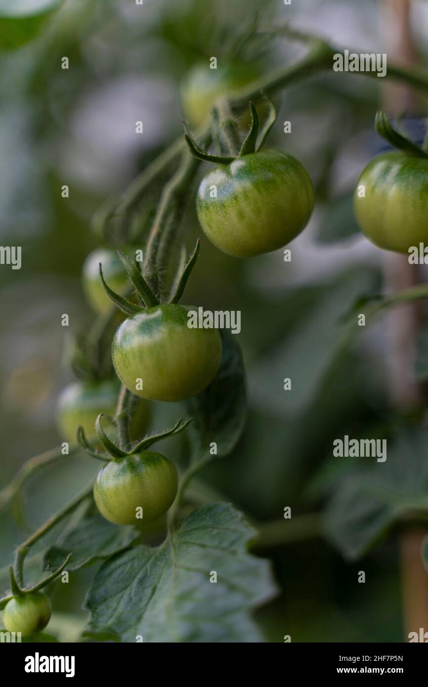 Tomates brillantes et non mûres sur la brousse, Bavière, Allemagne Banque D'Images