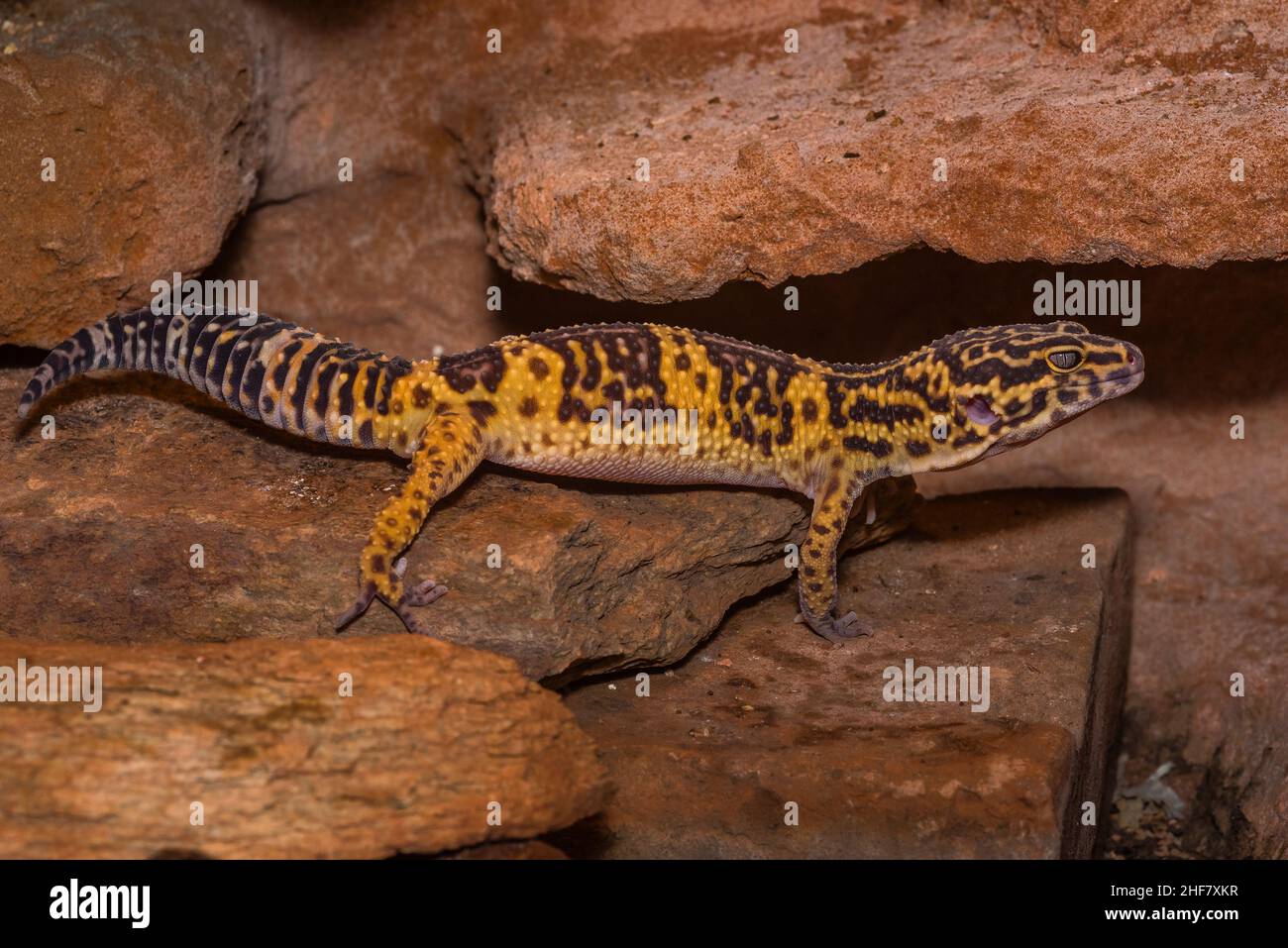 Léopard gecko, Pakistan gecko gros-queue, Eublepharis macularius Banque D'Images
