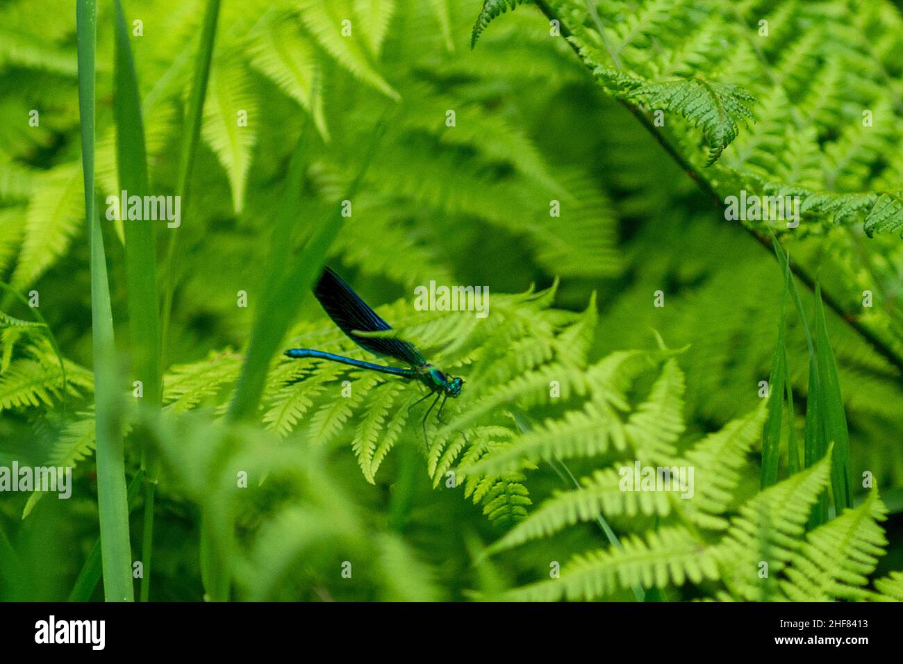 Homme belle demoiselle damselfly (Calopteryx virgo) assis sur une feuille de fougères vertes Banque D'Images