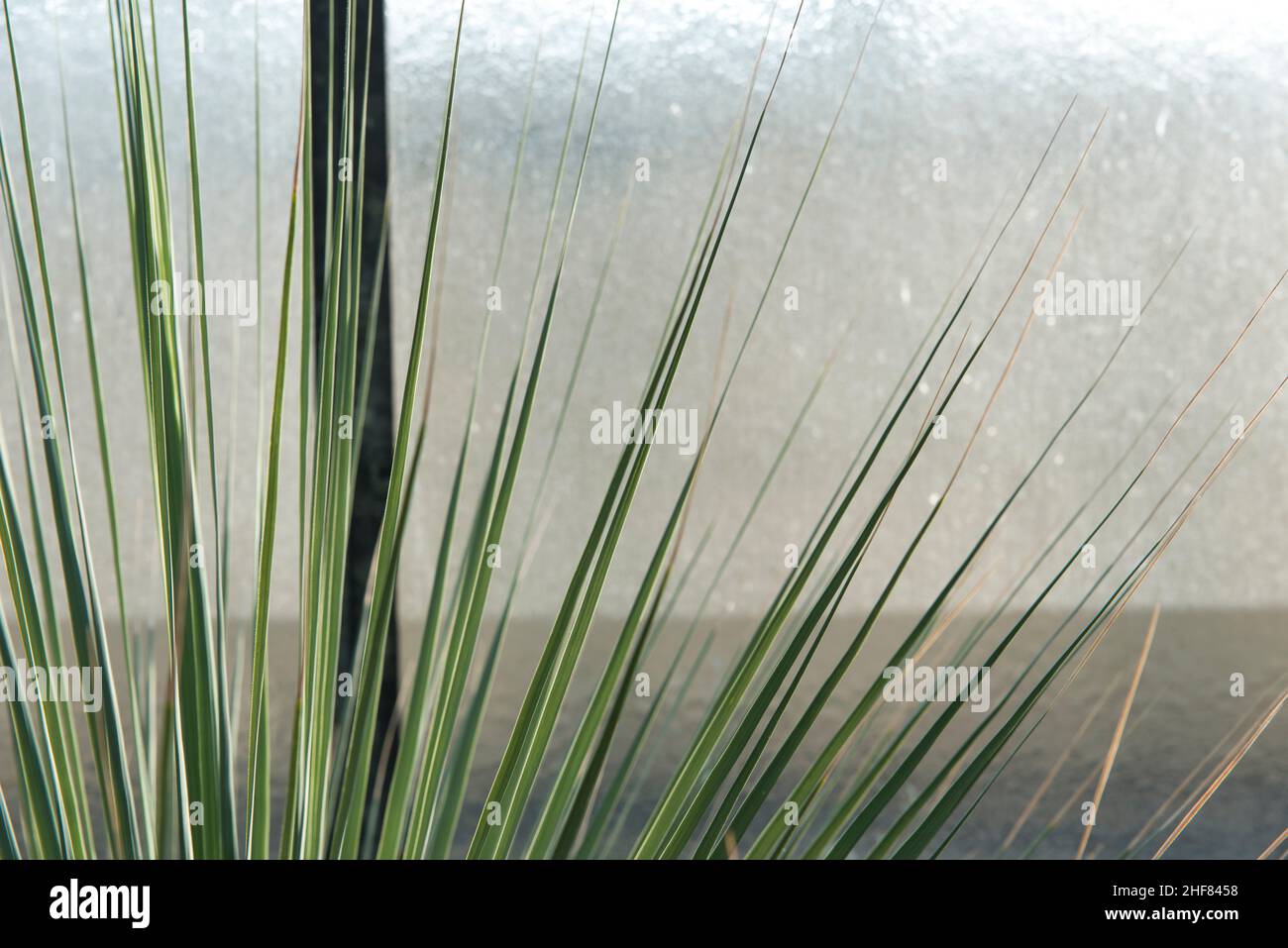 Agave sur la fenêtre, jardin d'hiver Banque D'Images