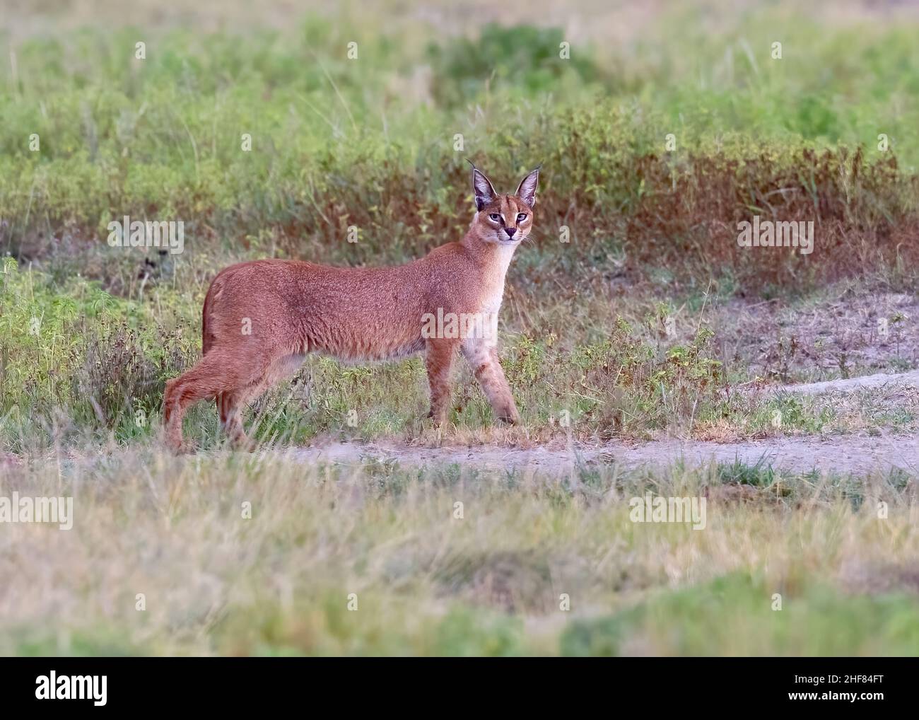 Caracal (Caracal caracal) chasse au cratère de Ngorongoro, Tanzanie, Afrique Banque D'Images