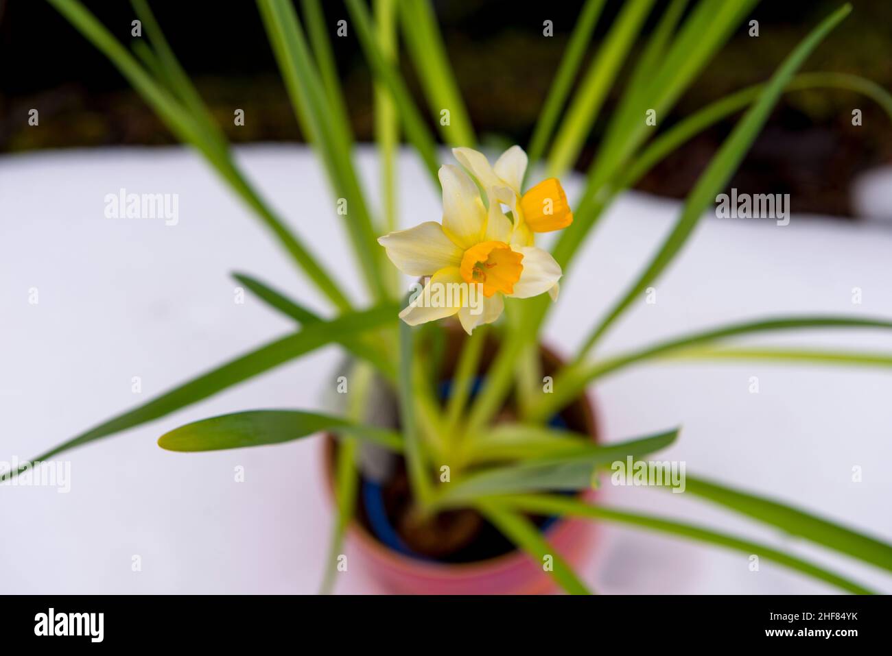 Fleur, jonquille, pot de fleurs, réglage de table Photo Stock - Alamy